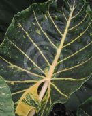 Alocasia macrorrhiza New Guinea Gold