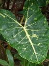 Alocasia macrorrhiza New Guinea Gold