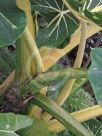 Alocasia macrorrhiza New Guinea Gold