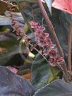 Acalypha wilkesiana Macrophylla