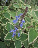 Plectranthus parviflorus Blue Spires