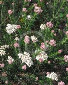 Ozothamnus diosmifolius Radiance