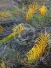 Grevillea Golden Lyre