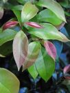 Syzygium francisii Glossy Gem