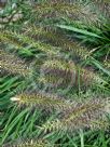 Pennisetum alopecuroides Black Lea