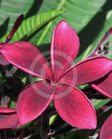 Plumeria rubra Black Red