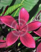 Plumeria rubra Black Red