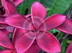 Plumeria rubra Black Red