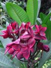 Plumeria rubra Black Red