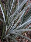 Lomandra glauca Blue Ridge