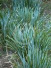 Lomandra glauca Blue Ridge