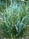 Lomandra glauca Blue Ridge