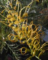 Grevillea Crowning Glory