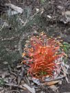 Grevillea Ninderry Sunrise