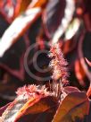 Acalypha wilkesiana Marginata