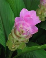 Curcuma Laddawan