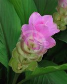 Curcuma Laddawan