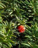 Taxus baccata Fastigiata