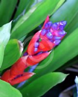 Aechmea weilbachii leodiensis