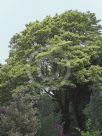 Acer pseudoplatanus Flavo-Variegatum