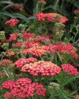 Achillea The Beacon