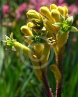 Anigozanthos Bush Bonanza