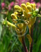 Anigozanthos Bush Bonanza