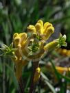 Anigozanthos Bush Bonanza