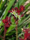 Anigozanthos Bush Fury