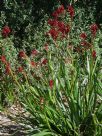 Anigozanthos Bush Fury