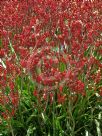 Anigozanthos Bush Fury