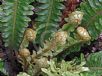 Blechnum discolor