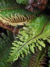 Blechnum discolor