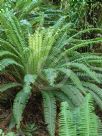 Blechnum discolor