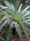 Blechnum discolor