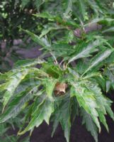 Fagus sylvatica Heterophylla Laciniata