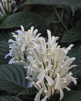 Justicia carnea Alba