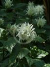 Justicia carnea Alba