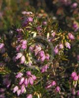 Erica cinerea Pink Ice