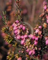 Erica erigena Irish Dusk