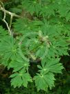 Acer japonicum Aconitifolium