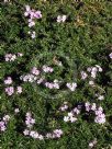 Phlox subulata Betty