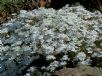 Phlox subulata Alba