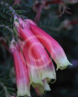 Erica versicolor