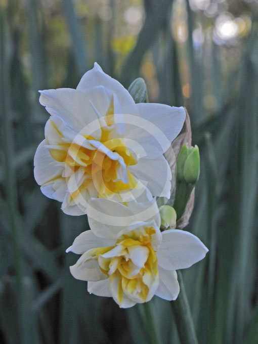 Narcissus Division 4 Romanus  Roman Double Daffodil information 