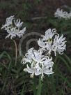 Nerine undulata (Flexuosa Group) Alba