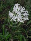 Nerine undulata (Flexuosa Group) Alba