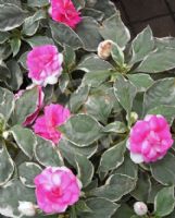 Impatiens walleriana double-flowered