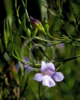 Eremophila drummondii