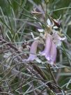 Eremophila oppositifolia